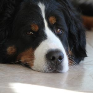 Meet your Posher, Ken